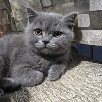 Gattini scottisch straight