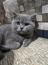 Gattini scottisch straight