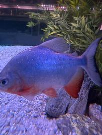 Paku red , plecostomus , red parrot , frontosa