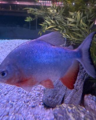 Paku red , plecostomus , red parrot , frontosa