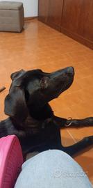 Cucciolo di 7 mesi