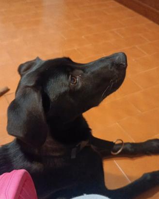 Cucciolo di 7 mesi