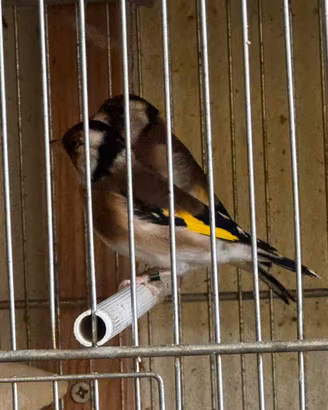 Cardellino