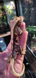 Geco ciliatus