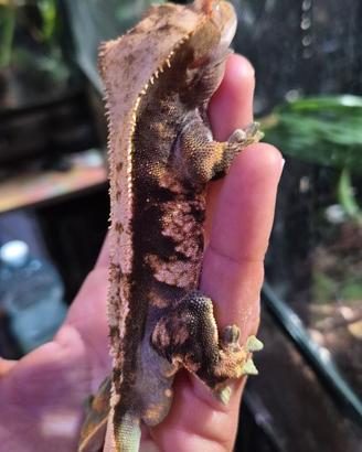Geco ciliatus