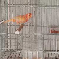 Animali