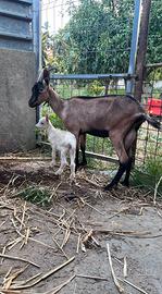 Capre e becco