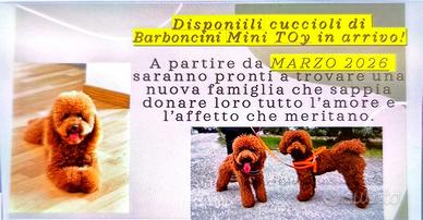 Barboncini Mini Toy