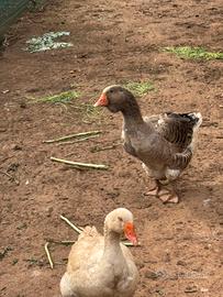 Oche Tolosa industriale