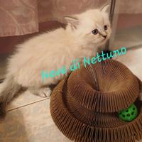 Cuccioli di Siberiano Neva Masquerade