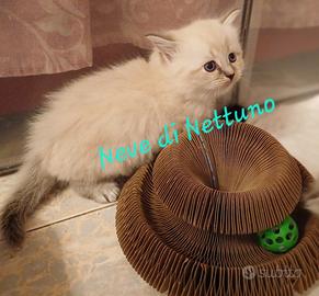 Cuccioli di Siberiano Neva Masquerade