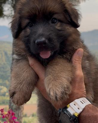 Cucciola pastore tedesco grigio focato