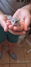 Mini ghiri africani