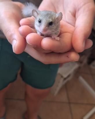 Mini ghiri africani