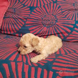 Mini Mini Barboncina AV