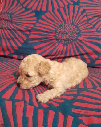 Mini Mini Barboncina AV