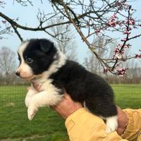 Cuccioli di border collie