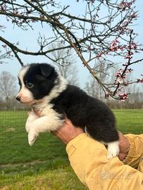 Cuccioli di border collie