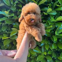 Un Cucciolo Di Barboncino Toy Red Pedigree