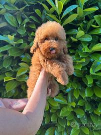 Un Cucciolo Di Barboncino Toy Red Pedigree