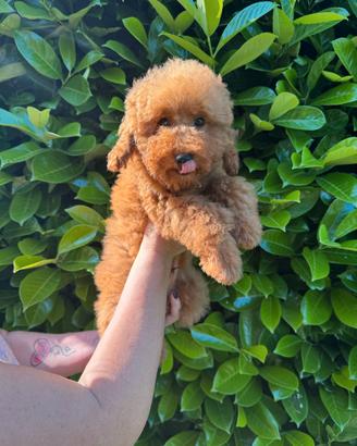 Un Cucciolo Di Barboncino Toy Red Pedigree
