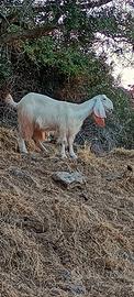 capra jonica