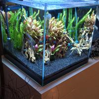 2 Acquari 80 e 50 litri 