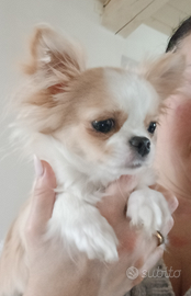 Chihuahua con pedigree