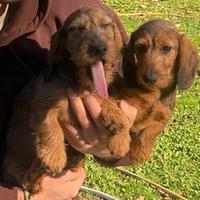 Cuccioli bassotti pelo duro foglia secca