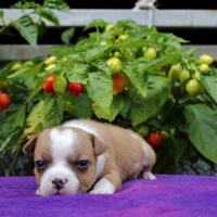 Staffordshire Bull Terrier