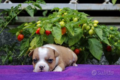 Staffordshire Bull Terrier