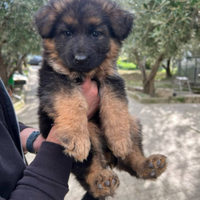 Cuccioli di pastore tedesco