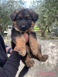 Cuccioli di pastore tedesco