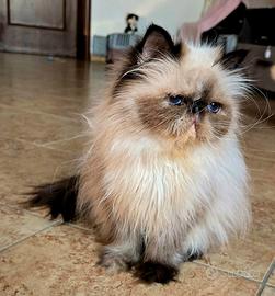 Persiana