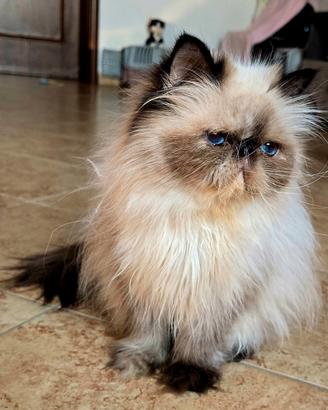 Persiana