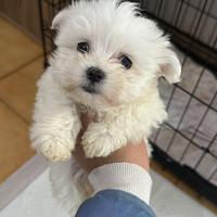 Maltese femmina