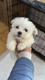 Maltese femmina