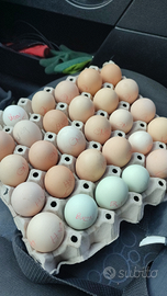 Pulcini galline galli