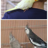 Calopsiti allevati mano faccia bianca