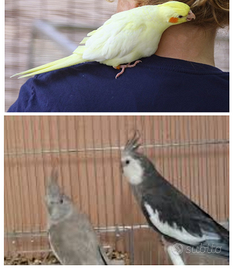 Calopsiti allevati mano faccia bianca