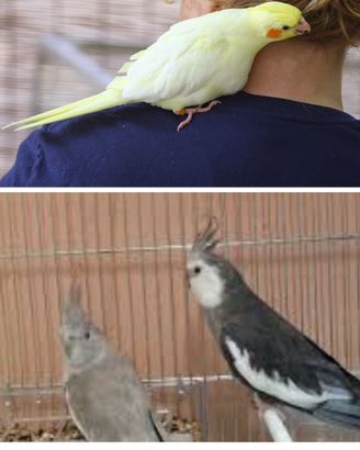 Calopsiti allevati mano faccia bianca