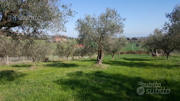 Terreno 10499 metri coriano rimini(loc. pedrolara) - Vista 2