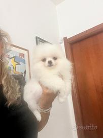 Spitz tedesco nano Pomerania