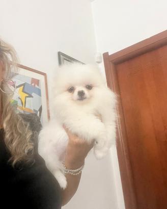 Spitz tedesco nano Pomerania