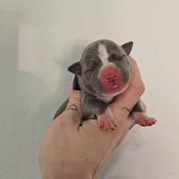 American pitbull terrier