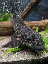 Plecostomus pesci pulitori