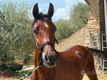 Puledro arabo*linea egiziana*documenti anica
