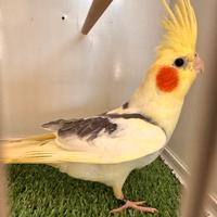 Calopsite pappagalli