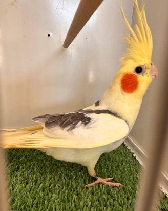 Calopsite pappagalli