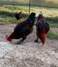 Marans nero ramato